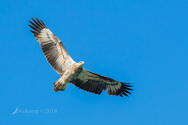 white bellied sea eagle 14744