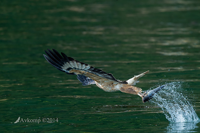 white bellied sea eagle 14760