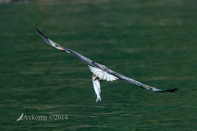 white bellied sea eagle 14767