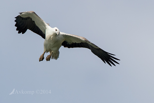 white bellied sea eagle 14795