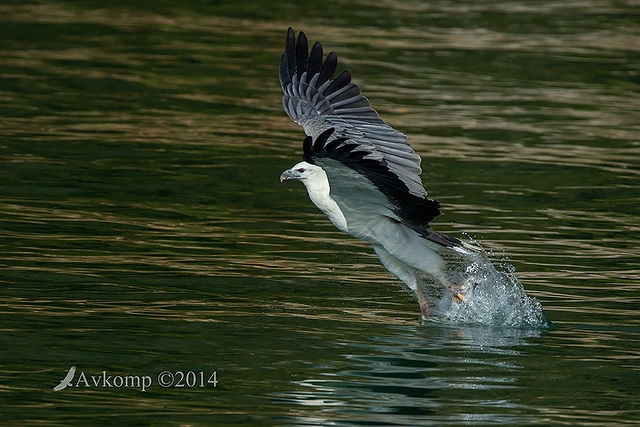 white bellied sea eagle 14803