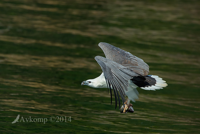 white bellied sea eagle 14811