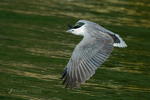 white bellied sea eagle 14813