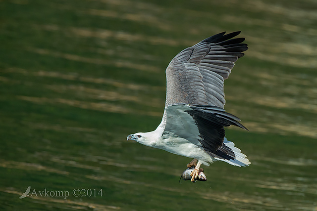 white bellied sea eagle 14814