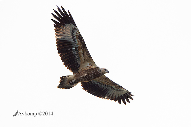 white bellied sea eagle 15394