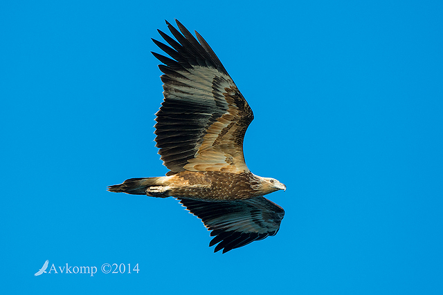 white bellied sea eagle 15413