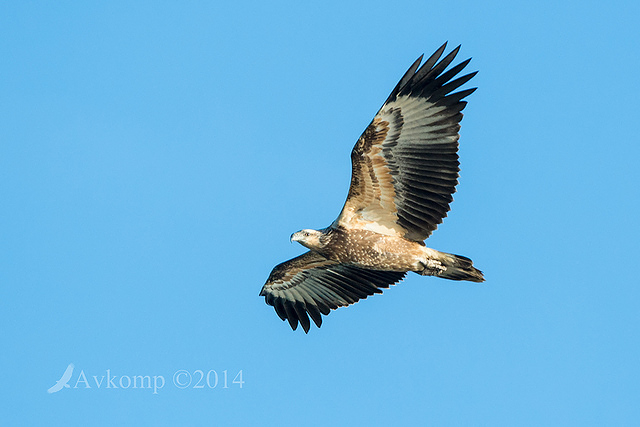 white bellied sea eagle 15415