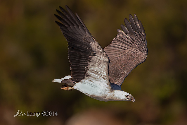 white bellied sea eagle 15440