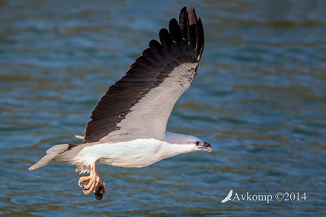 white bellied sea eagle 15441