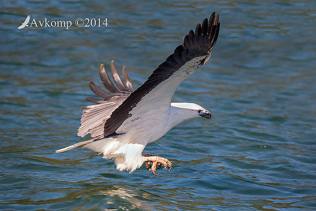 white bellied sea eagle 15442