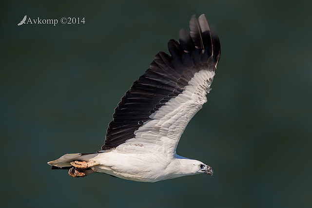 white bellied sea eagle 15449