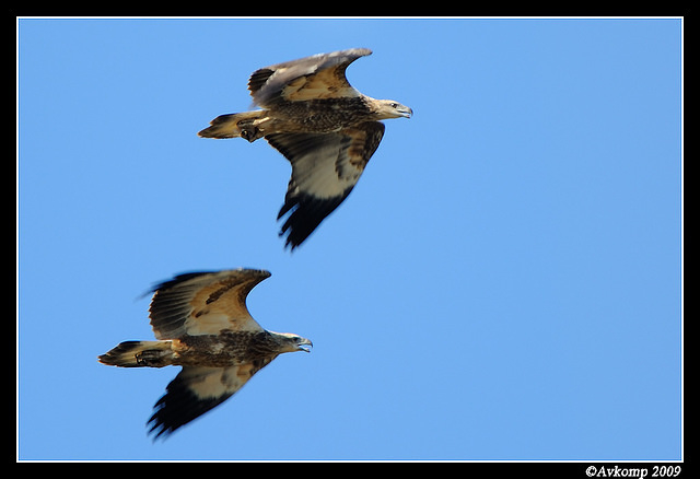 white bellied sea eagle 4294