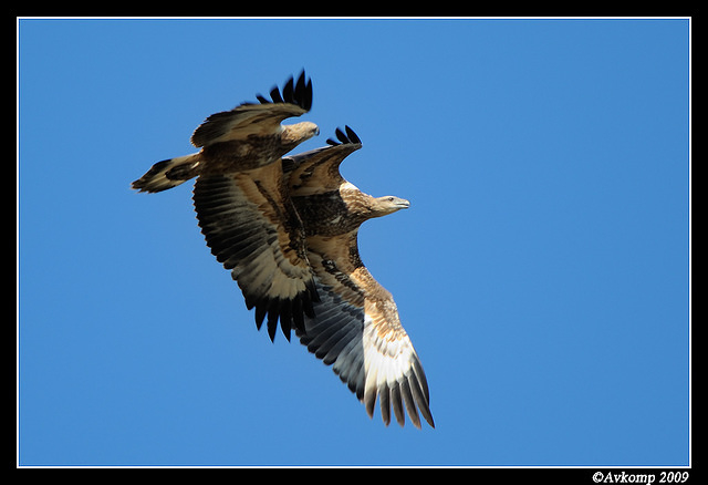 white bellied sea eagle 4295