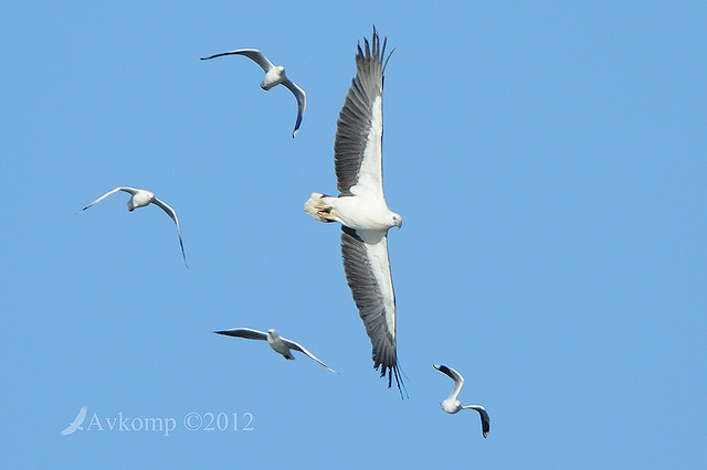 white bellied sea eagle 4637