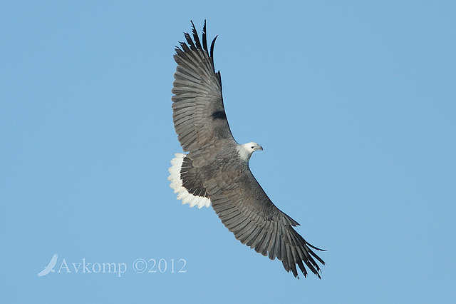 white bellied sea eagle 4644