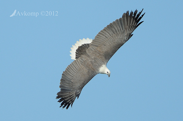 white bellied sea eagle 4645