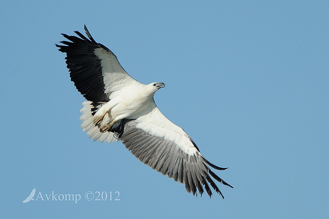 white bellied sea eagle 4656