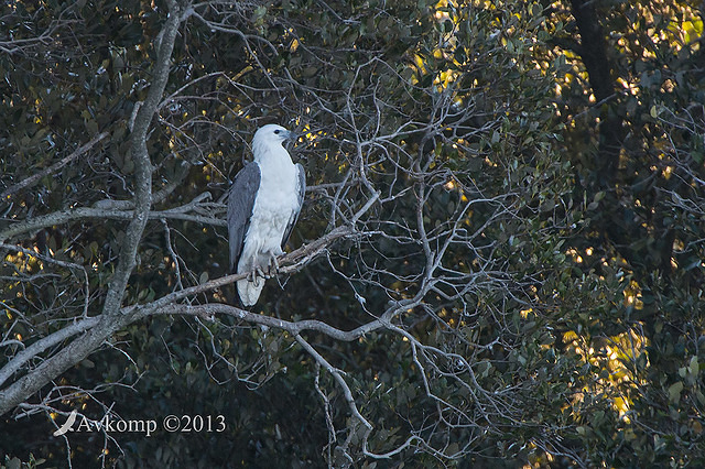 white bellied sea eagle 8422