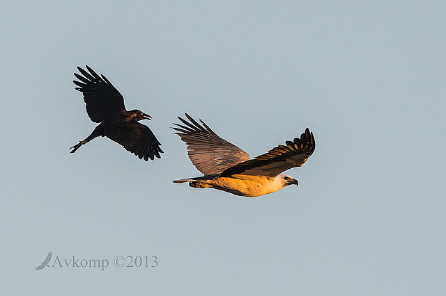 white bellied sea eagle 8577