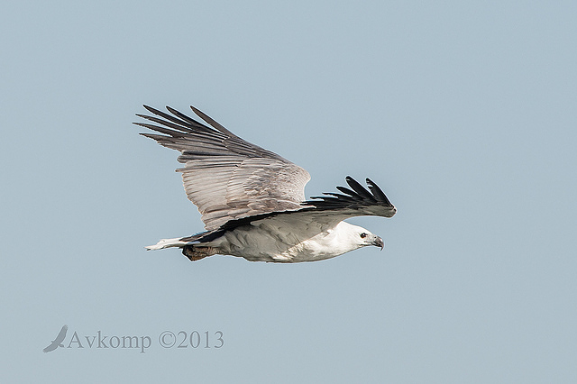 white bellied sea eagle 8586