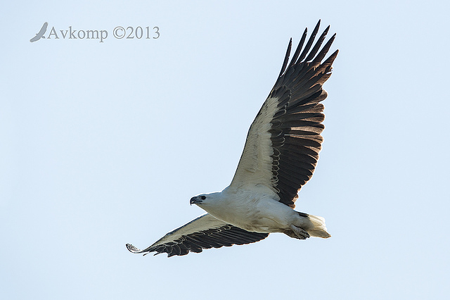 white bellied sea eagle 8624