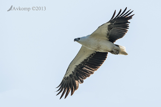 white bellied sea eagle 8625 wing fixed