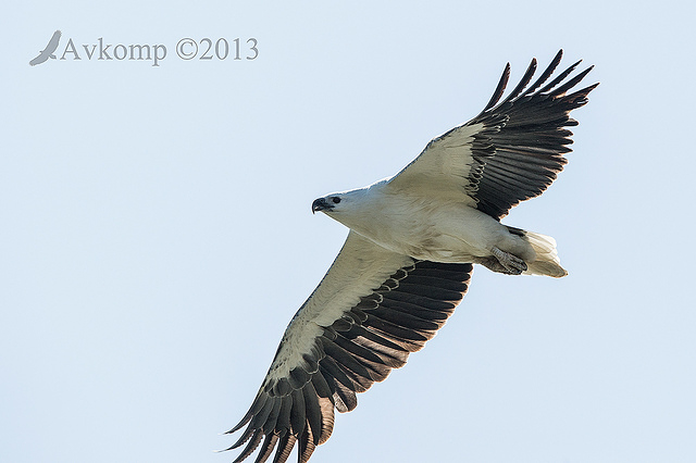 white bellied sea eagle 8625