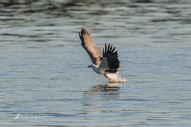 white bellied sea eagle 8673