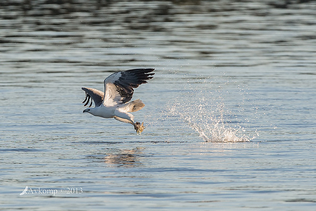 white bellied sea eagle 8675