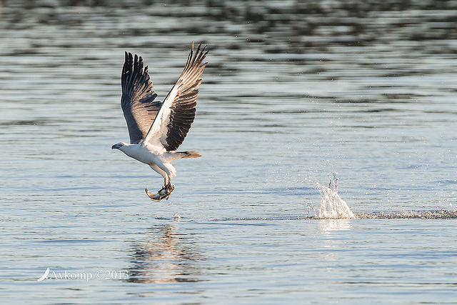 white bellied sea eagle 8678