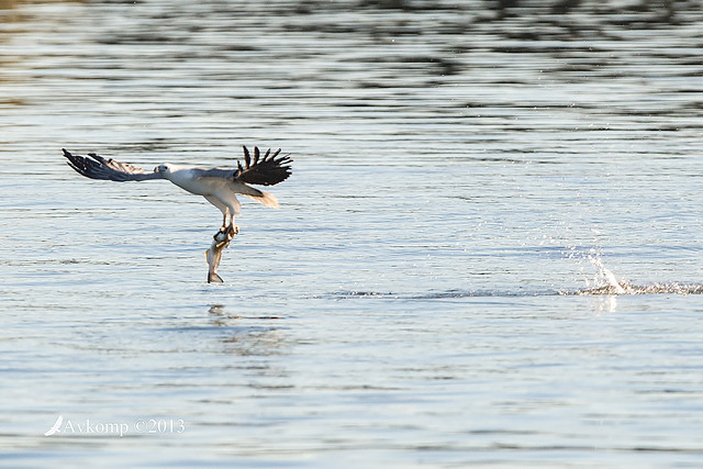 white bellied sea eagle 8679