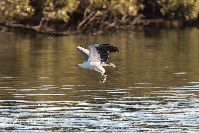 white bellied sea eagle 8683