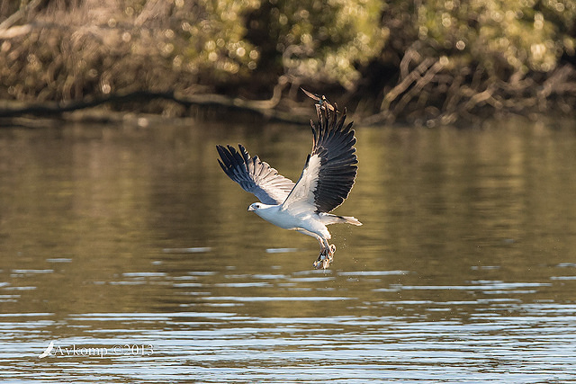 white bellied sea eagle 8684