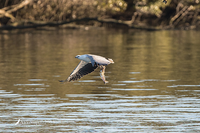 white bellied sea eagle 8685