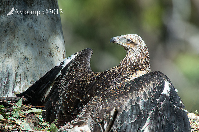 white bellied sea eagle 9496