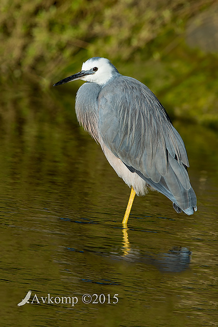 white faced heron 1285