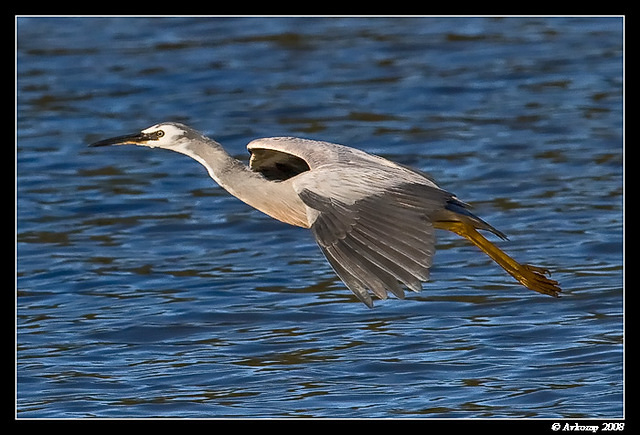 white faced heron 1777