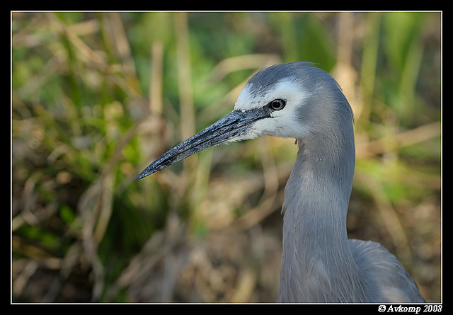 white faced heron 2288