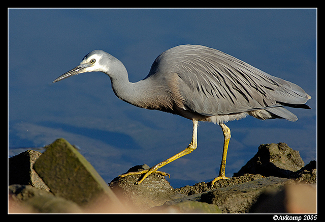 white faced heron 4