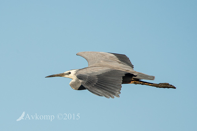 white faced heron 4573