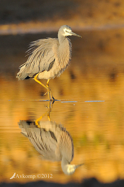 white faced heron 4591