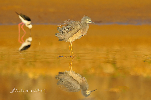 white faced heron 4605