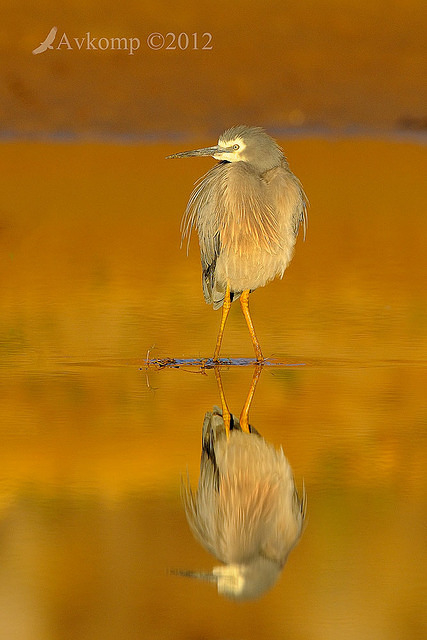 white faced heron 4607