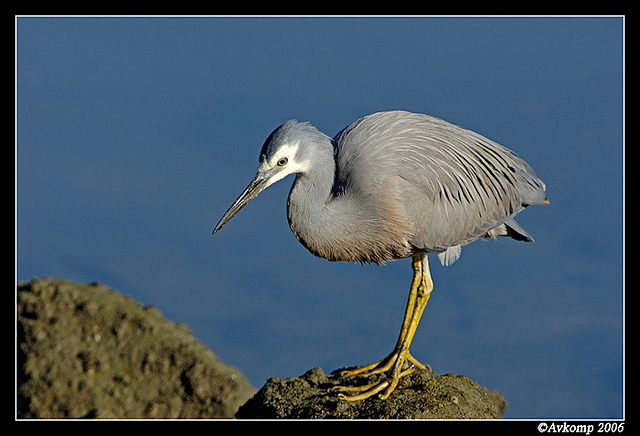 white faced heron 5