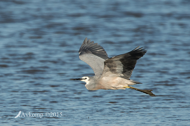 white faced heron 5257