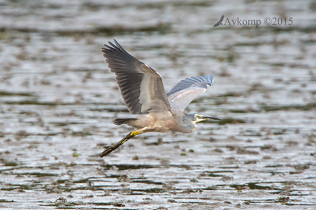 white faced heron 5940