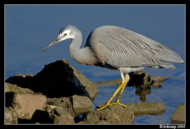 white faced heron 7