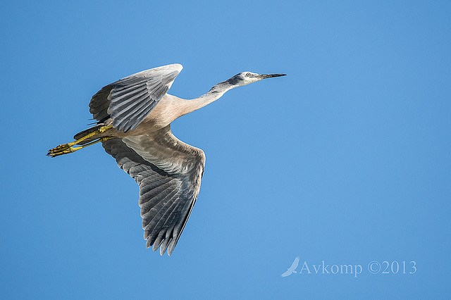 white faced heron 8402