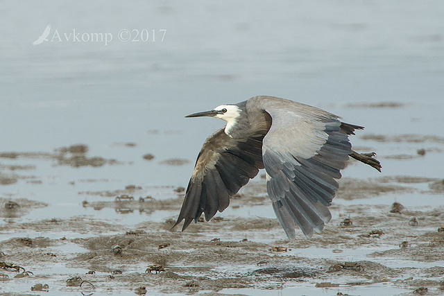 white faced heron12960