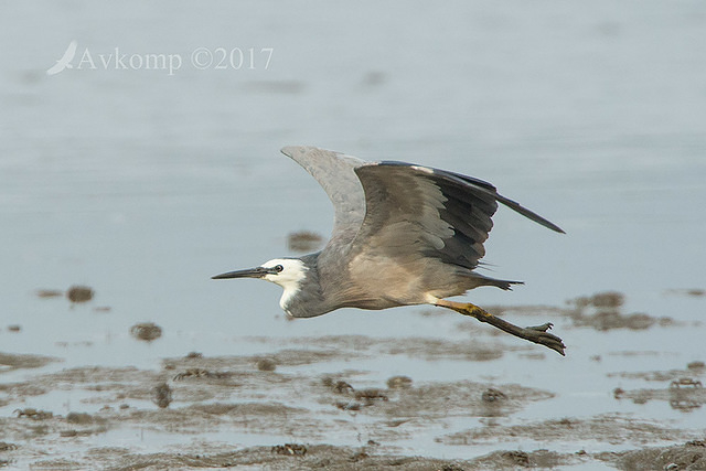 white faced heron12961